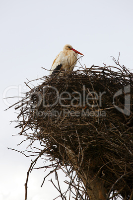 Stork sitting in the nest