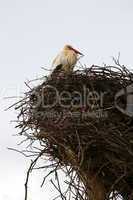 Stork sitting in the nest