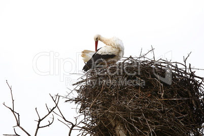 Stork sitting in the nest