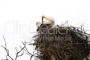 Stork sitting in the nest