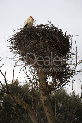 Stork sitting in the nest
