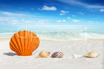 Jakobsmuschel und kleine Muscheln am Sandstrand