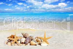 Verschiedene Muscheln liegen am sonnigen Strand