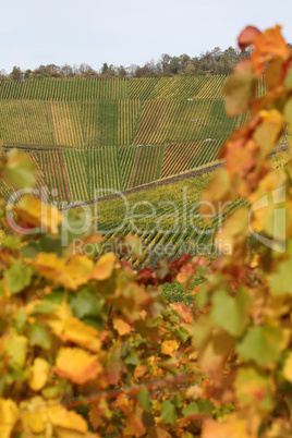 weinberge und weinreben im herbst