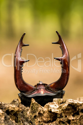 stag beetle - lucanus cervus