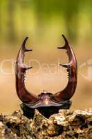 stag beetle - lucanus cervus