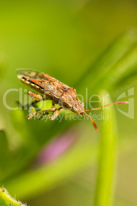 heteroptera