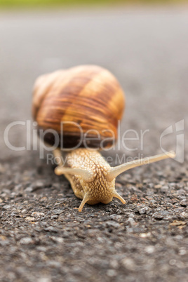 burgundy snail