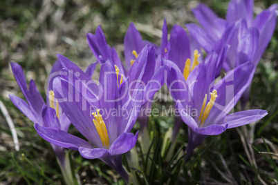 Blue crocus