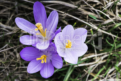 Blue crocus