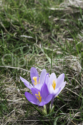 Blue crocus