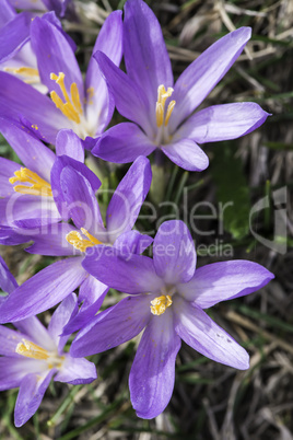 Blue crocus