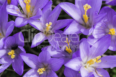 Blue crocus