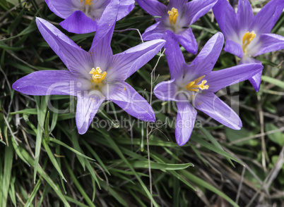 Blue crocus