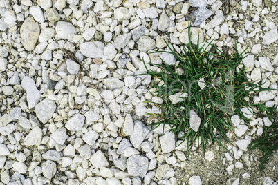 Green grass and stones