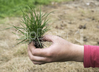 Turf grass and earth