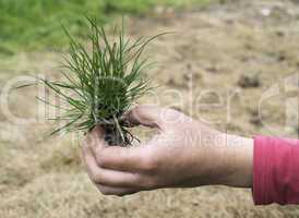 Turf grass and earth