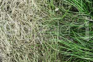 Fresh green grass and yellowed dry grass