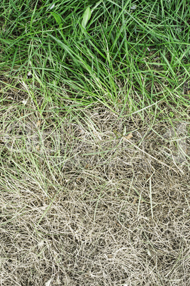 Fresh green grass and yellowed dry grass