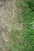 Fresh green grass and yellowed dry grass