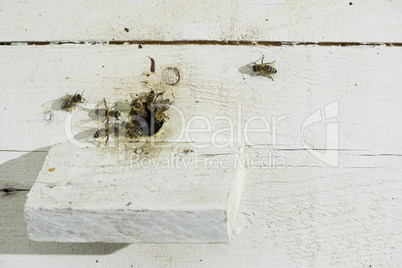 Bees entering the hive