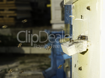 Bees entering the hive