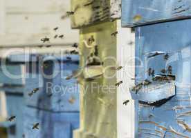 Swarm of bees fly to beehive