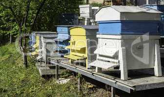 Swarm of bees fly to beehive