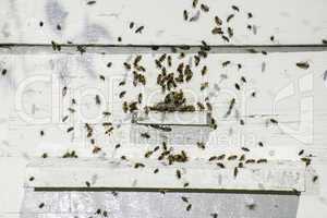 Bees entering the hive