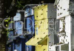 Swarm of bees fly to beehive