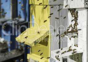 Swarm of bees fly to beehive