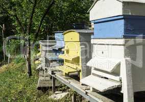 Swarm of bees fly to beehive