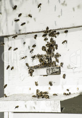 Bees entering the hive
