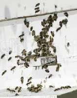 Bees entering the hive