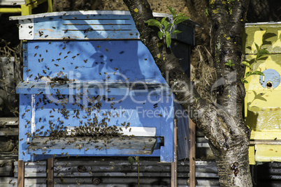 Swarm of bees fly to beehive