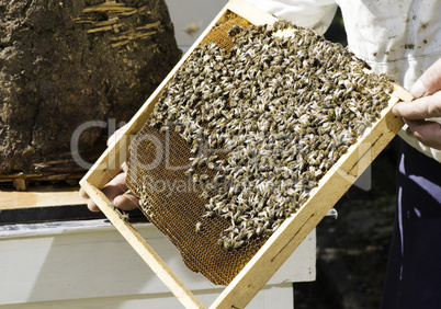 Beekeeper look honeycombs