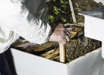 Beekeeper look honeycombs