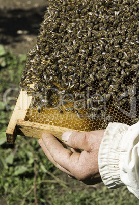 Close up honeycombs