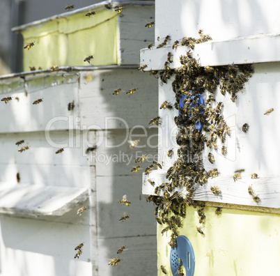 Swarm of bees fly to beehive.