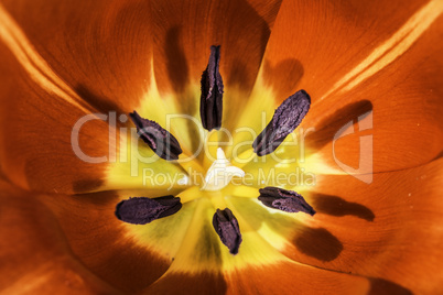 Flower tulip stamens