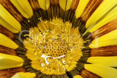 Red and yellow flower stamens