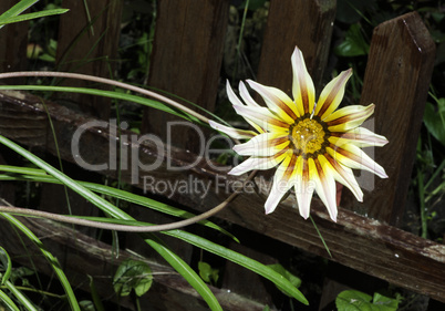 Red,white and yellow flower