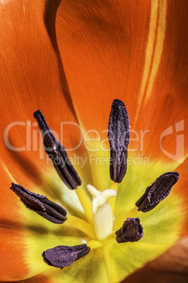 Flower tulip stamens