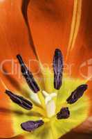 Flower tulip stamens