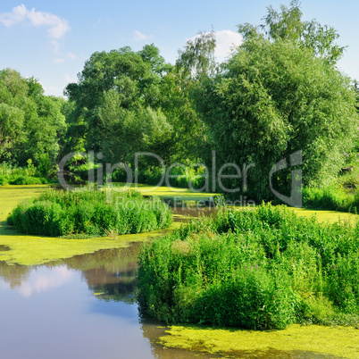 pond with water plants