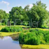 pond with water plants