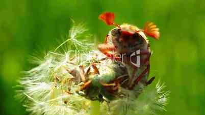 spring chafer beetle