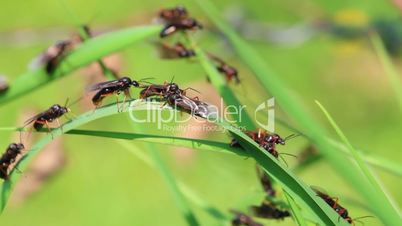 fliegende ameisen - geschlechtsreife ameisen