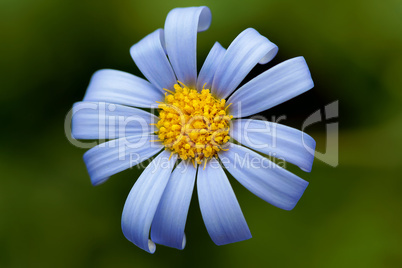 blue daisy