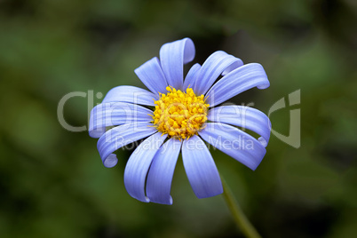 blue daisy